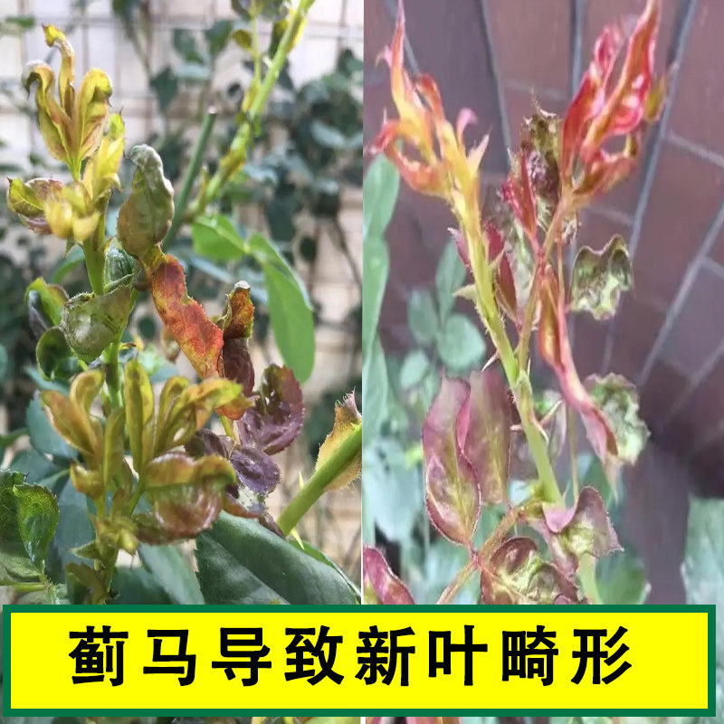 花蓟马专用药月季玫瑰蔬菜花卉杀虫剂小黑花虫杀虫剂