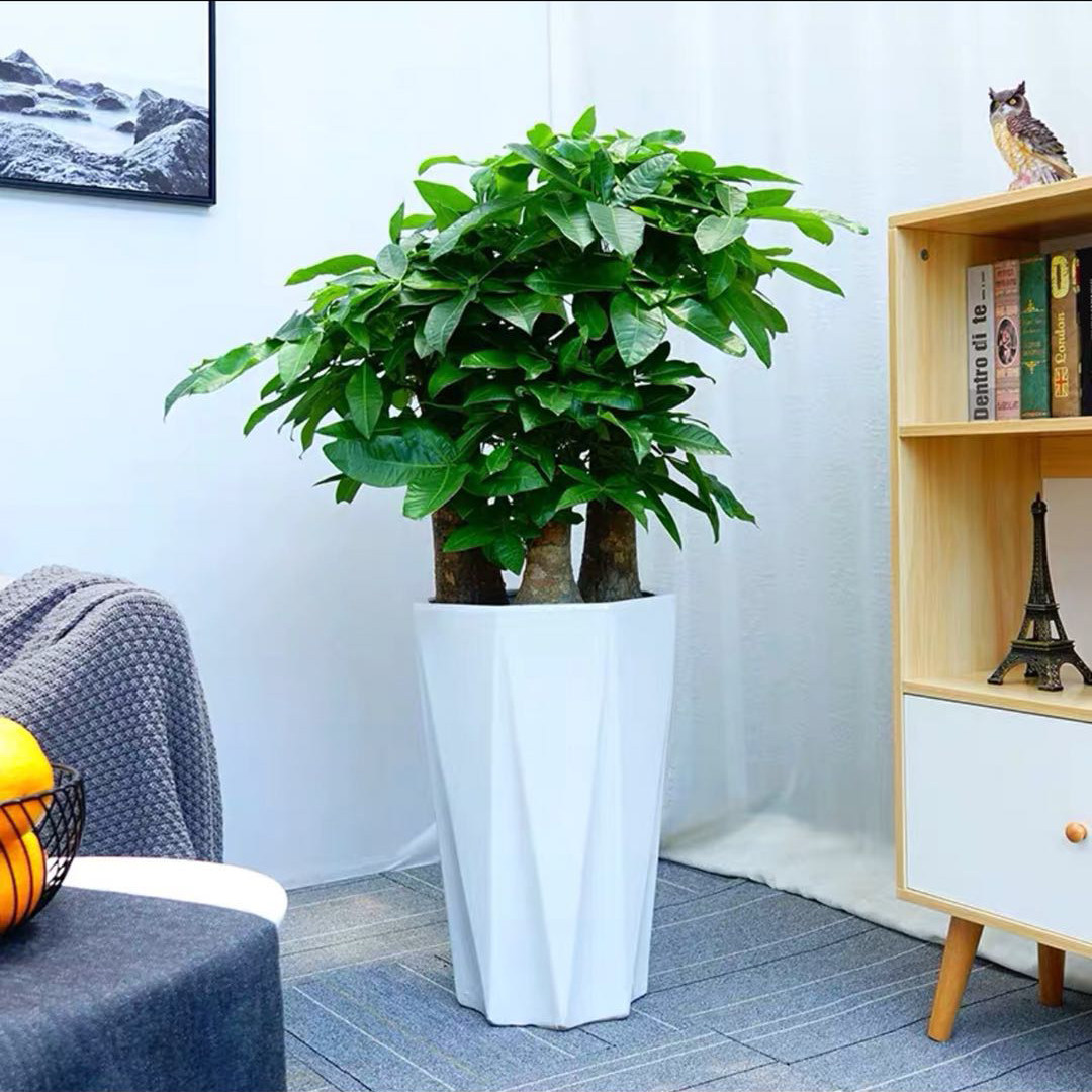 发财树盆栽大办办公办公室室内客厅步步高乔迁送礼大型绿植