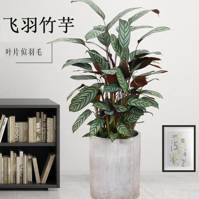 飞羽竹芋盆栽办公室客厅趣味花卉绿植室内草本植物大型绿植
