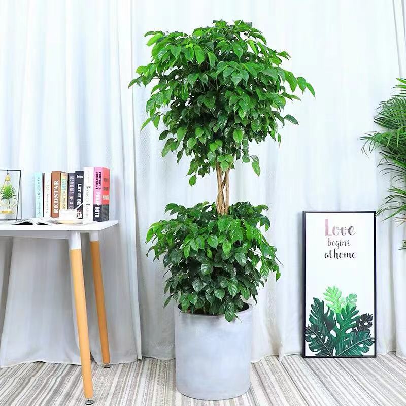 双层造型幸福树盆栽多层绿宝大型植物室内客厅大型绿植