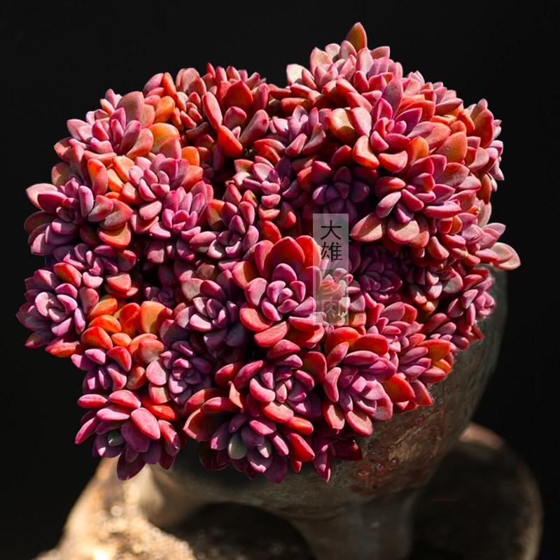 紫心紫色回忆小老桩多肉植物群生窗台阳台花卉多肉植物