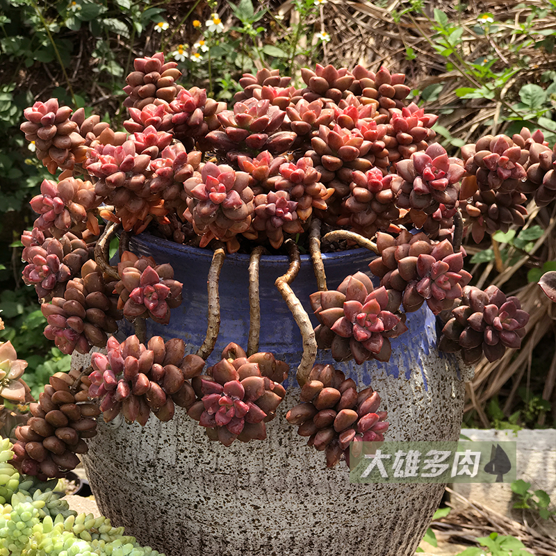一物一拍姬胧月老桩好养好度夏悬崖桩多植物多肉植物