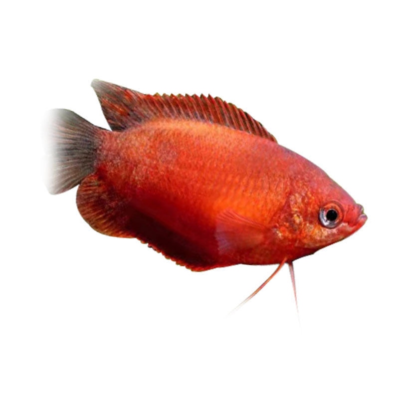 丽丽七彩红丽曼龙龙鱼热带观赏观赏鱼鱼草缸鱼鱼