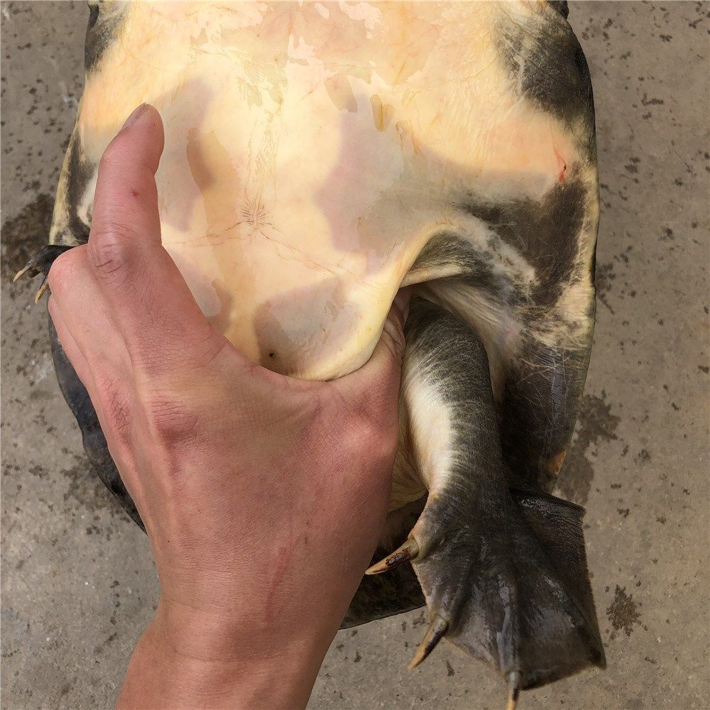 王八鲜活野外甲鱼活体自然环境生长黑花水鱼团鱼甲鱼