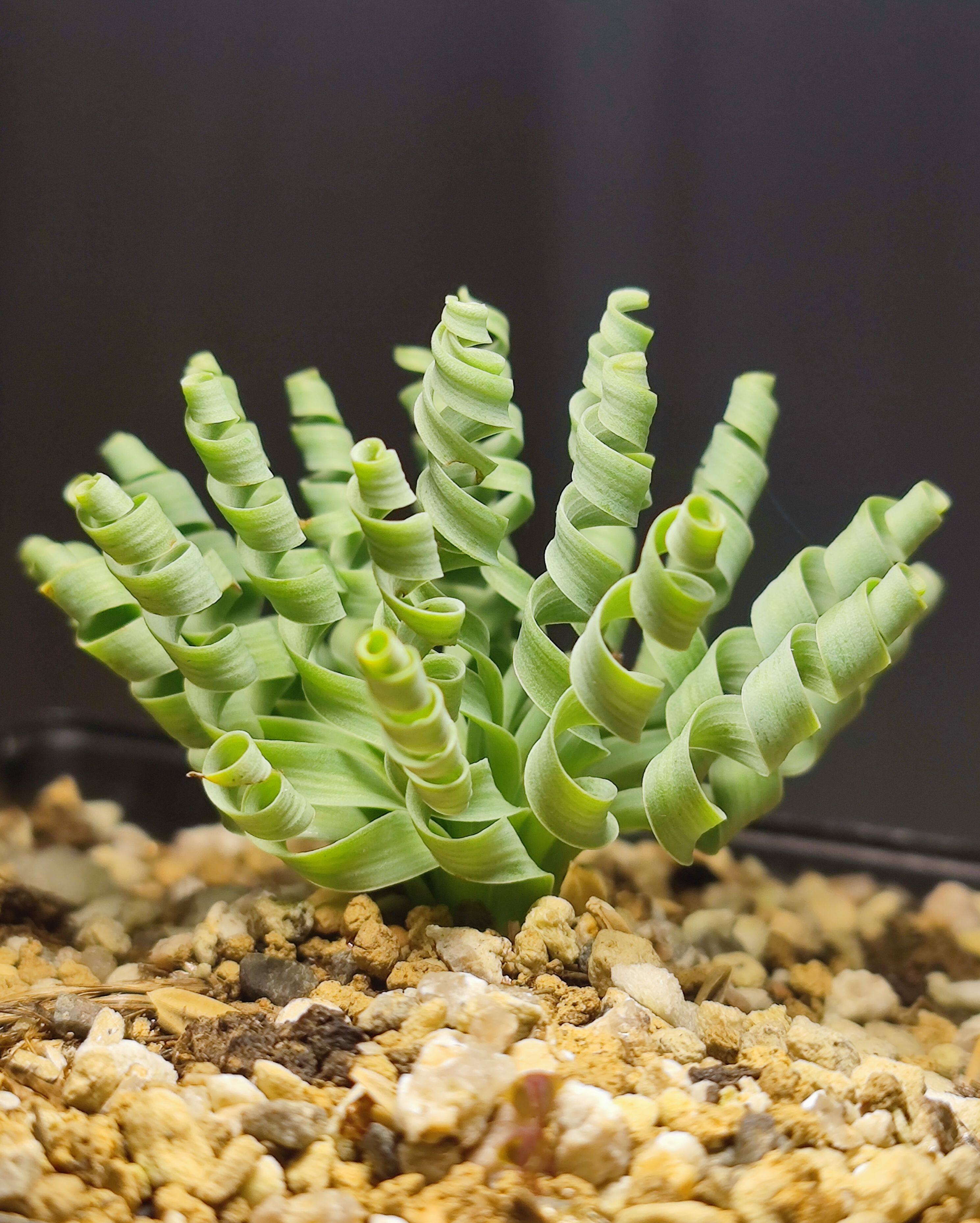 弹簧草实生株 独特多肉植物