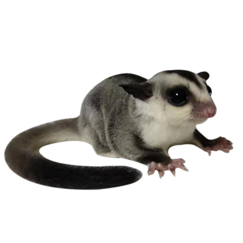 蜜袋白色袋鼠澳洲白脸活体宠物小飞鼠幼崽飞鼠