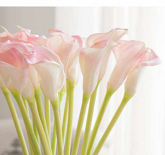 进口马蹄莲鲜切花黄黄色黑色求婚生日礼品家庭鲜花速递同城