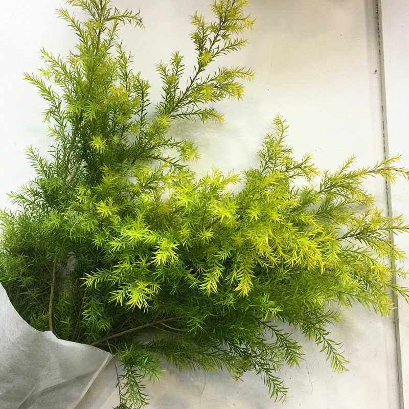 斗南小镇故事新鲜千层金切花黄色绿色配叶云南鲜花速递(同城)