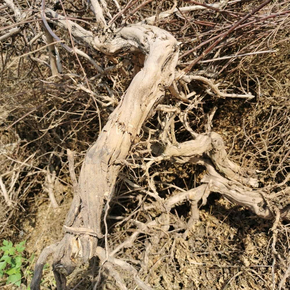 沂蒙山金银花根藤野生忍冬根老腾树根宝宝婴儿洗澡金银花