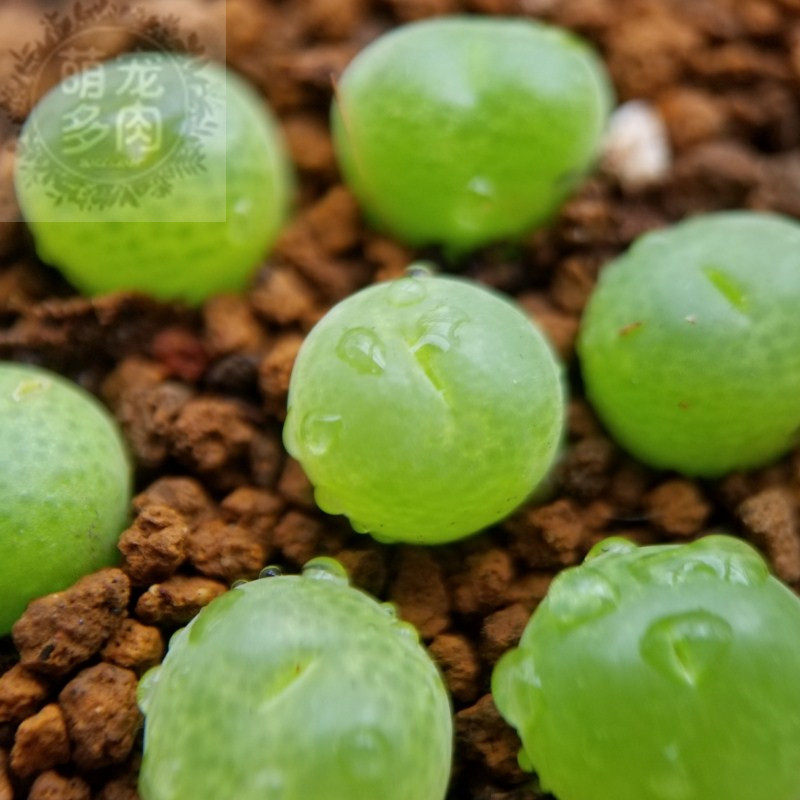 翠光玉肉两年正在蜕皮可以变红红的可爱爱肉多肉植物