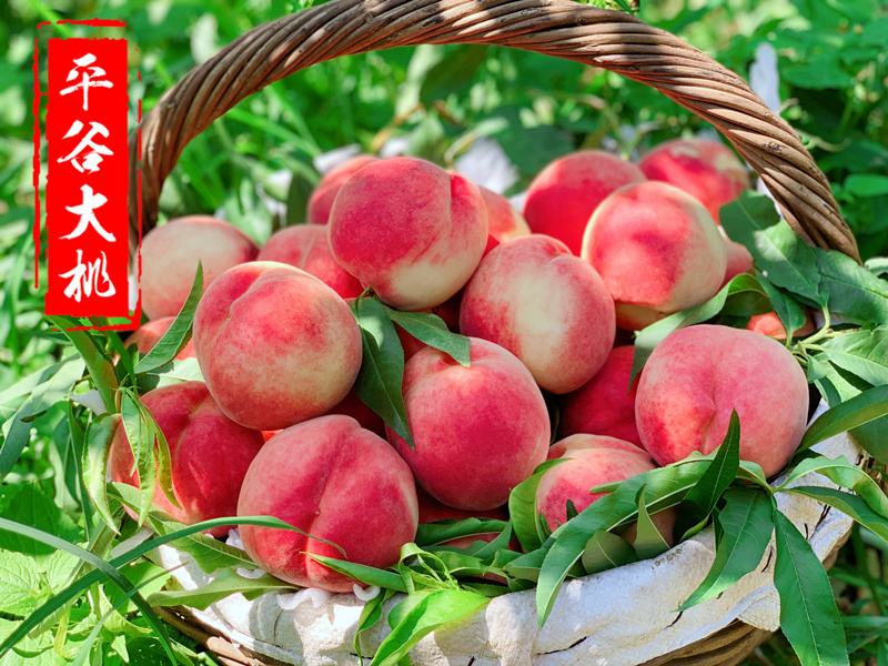 正宗北京平谷大桃绿化脆甜桃子14号离核孕妇桃