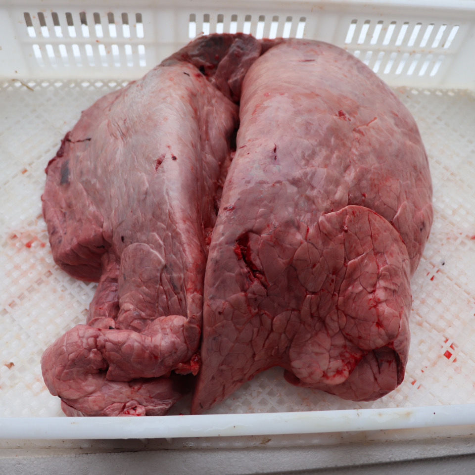 包邮1斤 新鲜牛肺 生牛肺6斤 新鲜生牛肺 牛杂 黄牛牛肺 - 痕风的起点