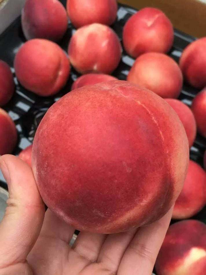 水果进口新鲜澳洲水蜜桃毛桃桃子澳桃3斤多地桃