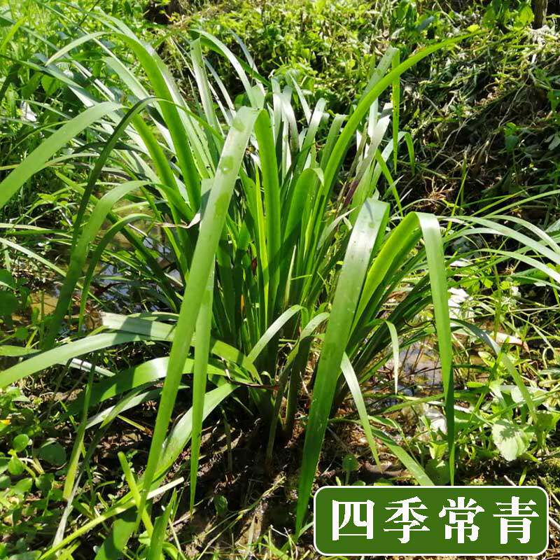 贵州新鲜山奈三奈三赖茴香草五香草菖蒲去腥除味牛羊狗肉斤包邮