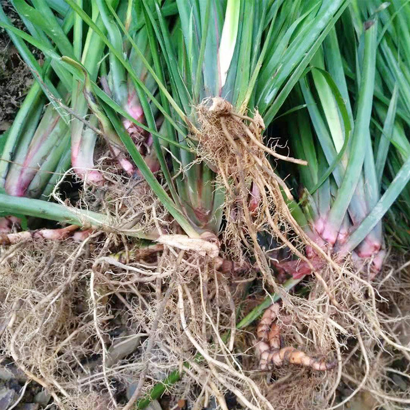 贵州特产新鲜山奈去调味香料五香香草带根盆栽香辛料