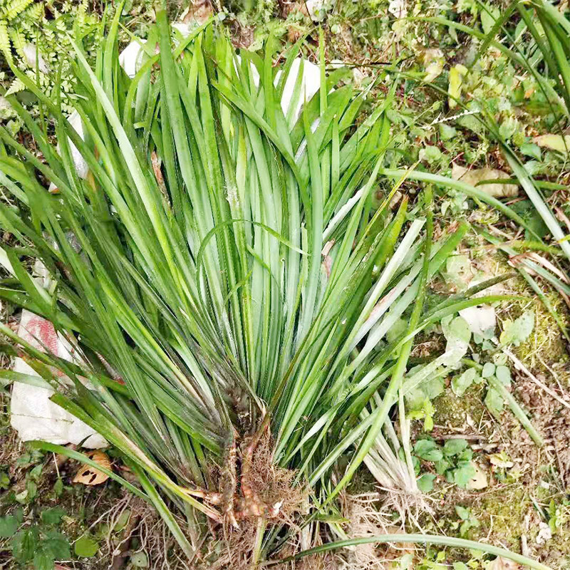 贵州特产新鲜山奈去调味香料五香香草带根盆栽香辛料