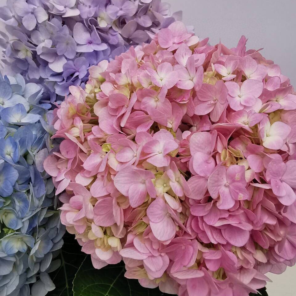 绣球云南南昆明基地直发家用水养鲜切花秋秋鲜花速递同城