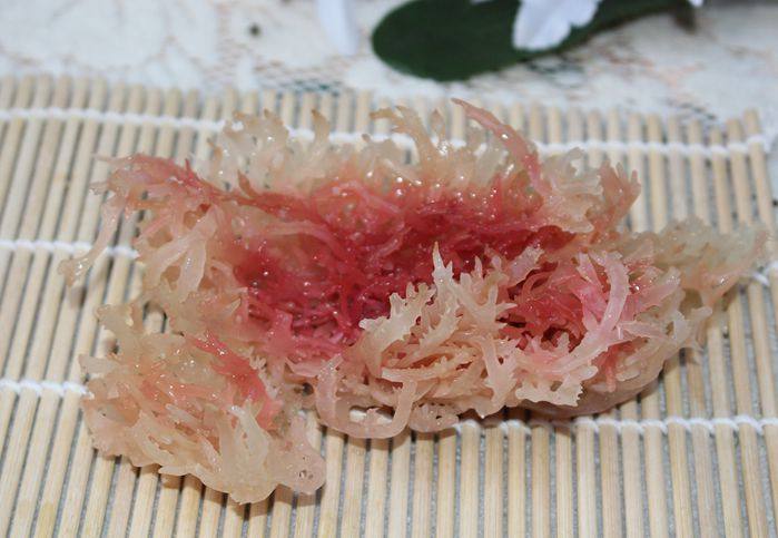 石花菜海藻海250克发菜螺旋藻长寿燕窝石花草海珊瑚海带