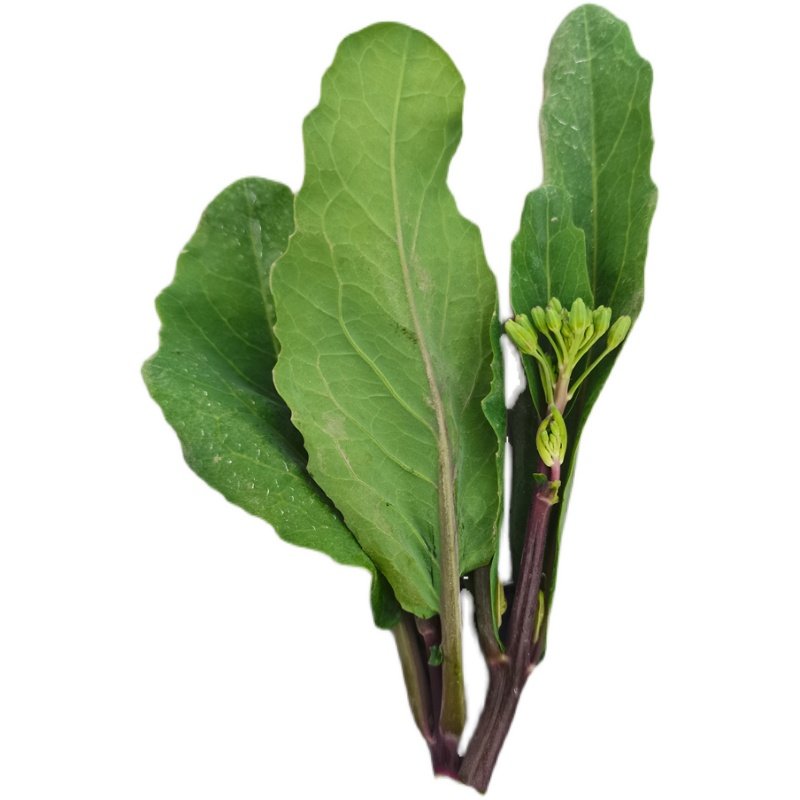 种子芥兰红脚芥蓝高产蔬菜揭阳特产红杆家庭园艺种子