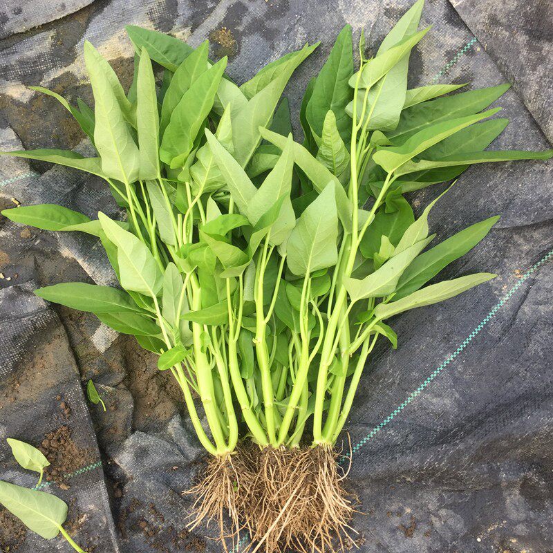 大叶空心菜三叉种子粗梗农业阳台春夏夏秋易种家庭园艺种子