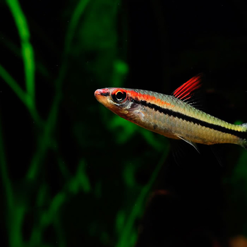 道人一眉黑影群游观赏鱼热带热带鱼鱼草之王好养鱼