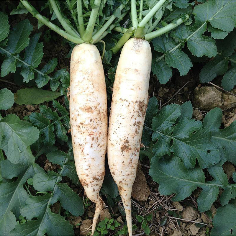 广西200gx5脆包味酸青椒包青椒萝卜酸野珍珠酸嘢腌制