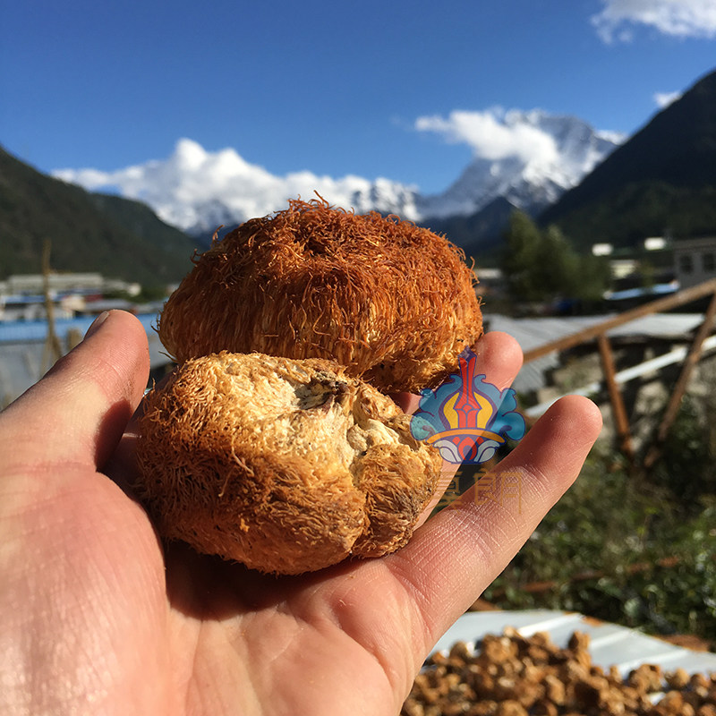 猴头西藏土特产嘎朗林芝波密县野生干货猴头菇