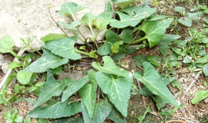 正品野生中草药材紫花地丁犁头草苦地丁草地丁犁嘴草心叶堇菜