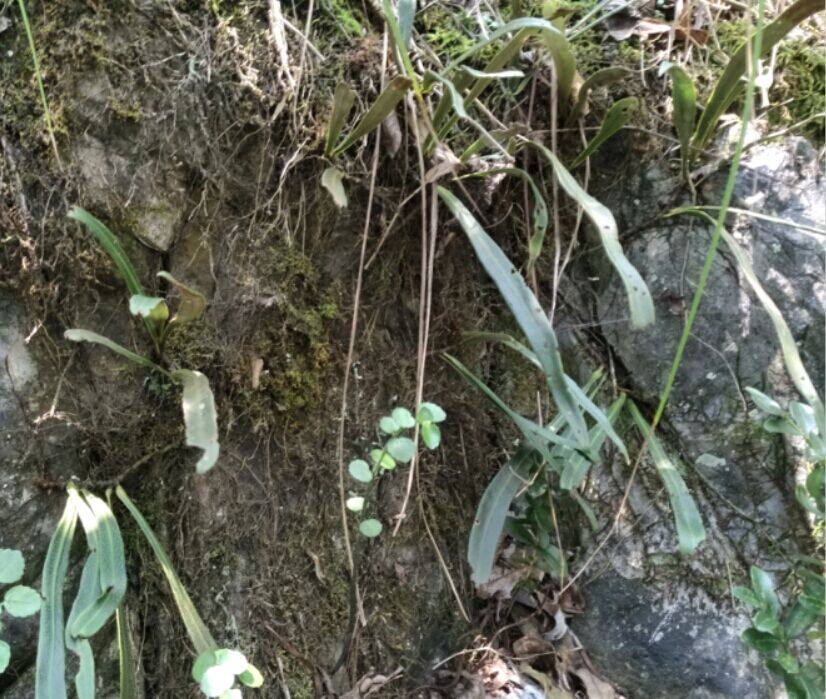 石韦野生中药材小叶刀口小石石背柳石兰大叶其他药食同源食品