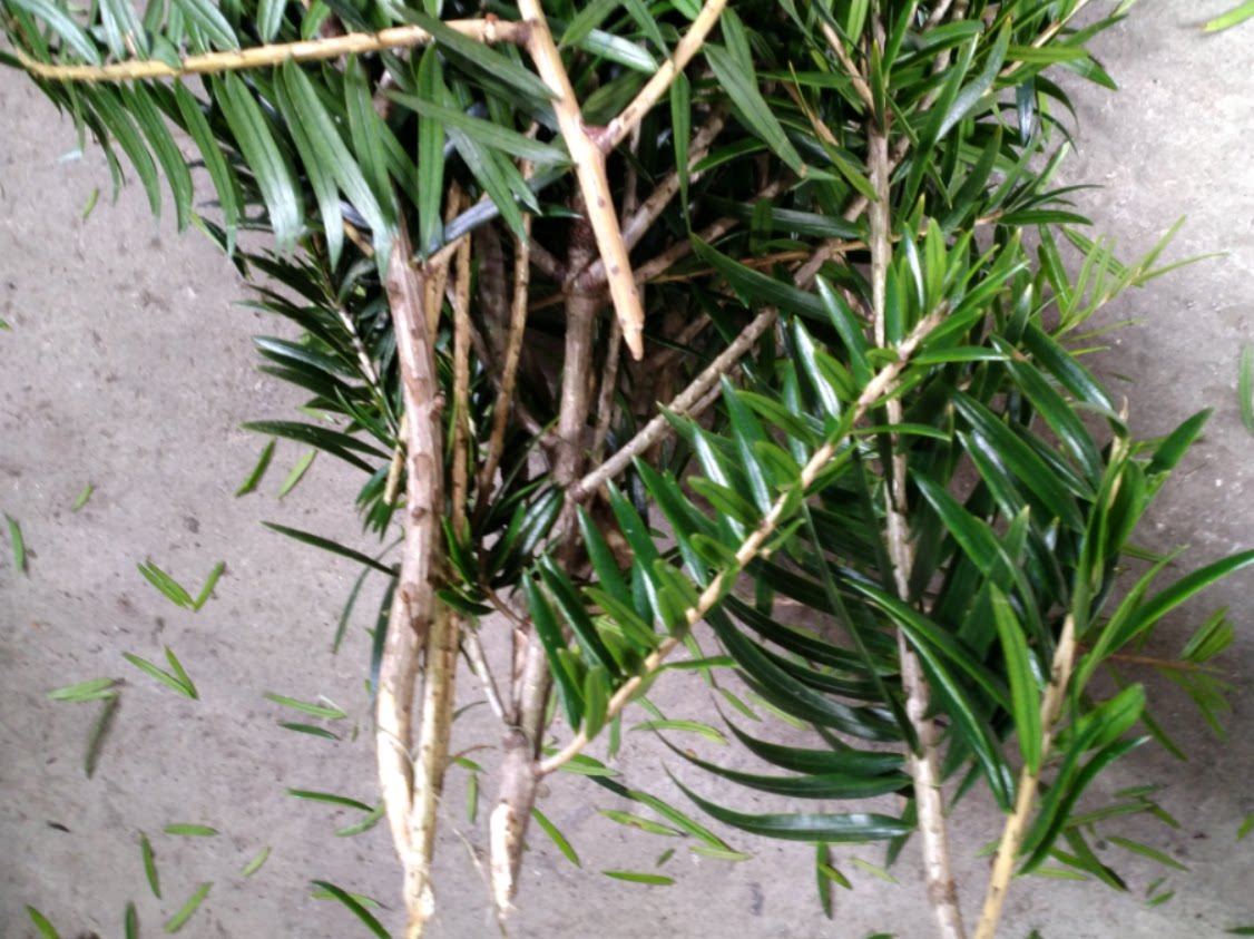 野生中药材三尖杉藏杉三尖松绿背三尖杉干品叶子另有三尖杉根