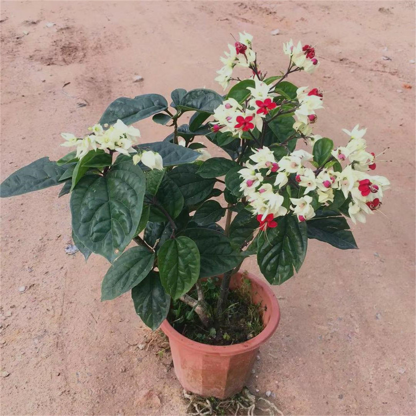 吐珠四季开花盆栽九龙白龙花苗阳台庭院花卉时令草本花卉