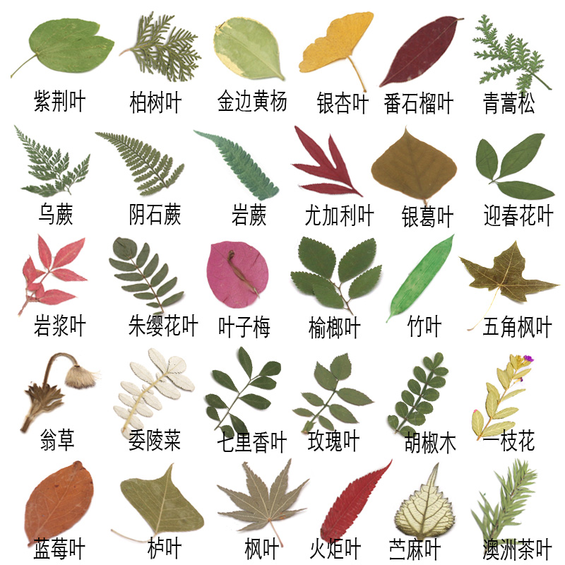 树叶各种幼儿园拼画贴画植物diy标本天然教学干花