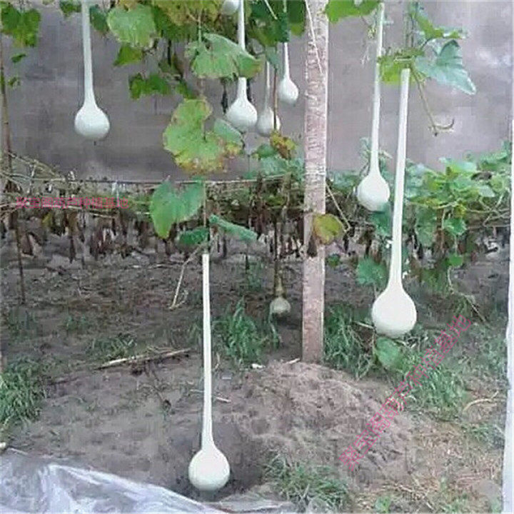 葫芦长柄油锤苗秧大锤摆件巨型小文文玩种子葫芦