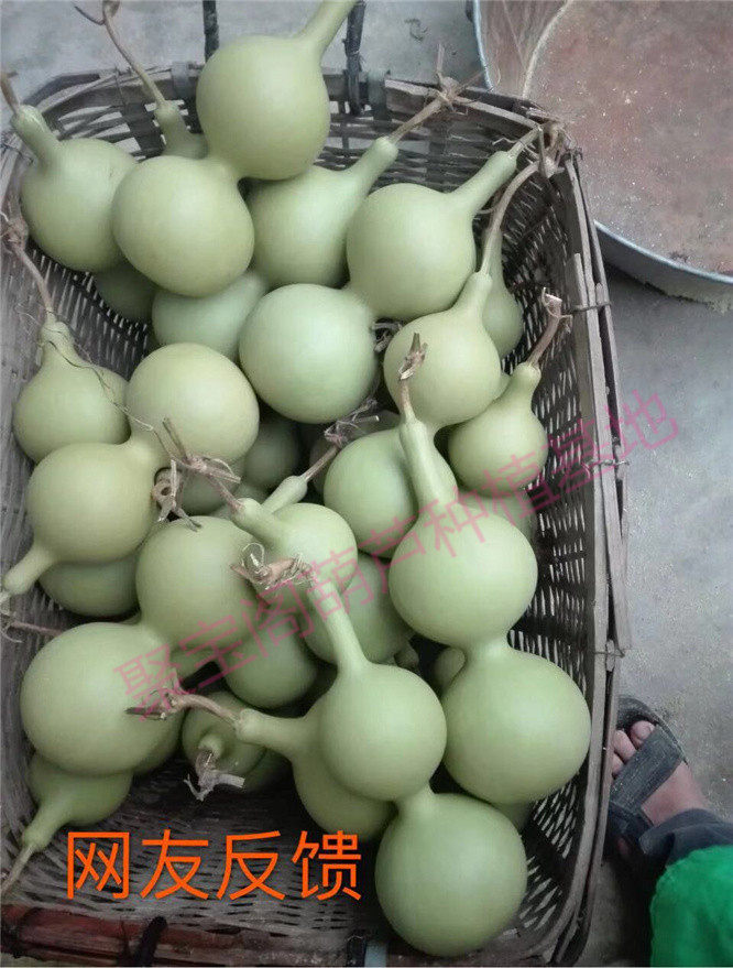 中号八宝葫芦种子长嘴细腰型苗秧巨型特超大小葫芦
