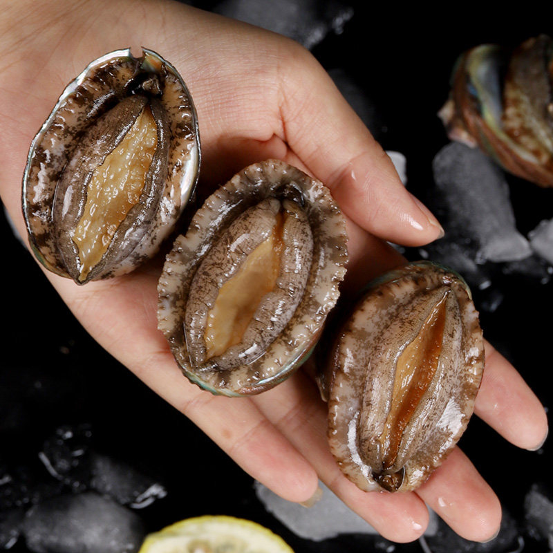 鲍鱼青岛鲜活海鲜水产新鲜迷你生鲜贝类1斤鲍鱼