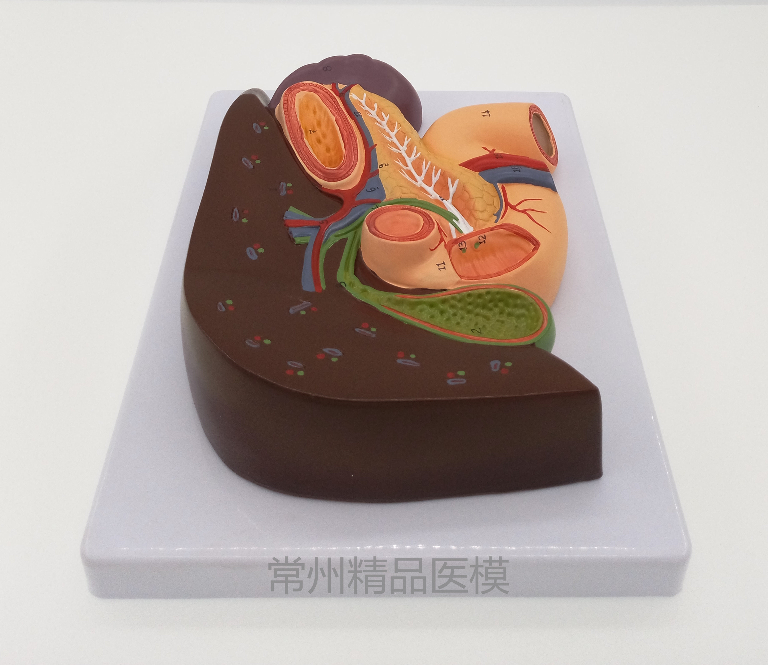 教学仿真胰脾肝胆十二指肠浮雕模型肝胰腺十二指肠胃解剖内脏标本