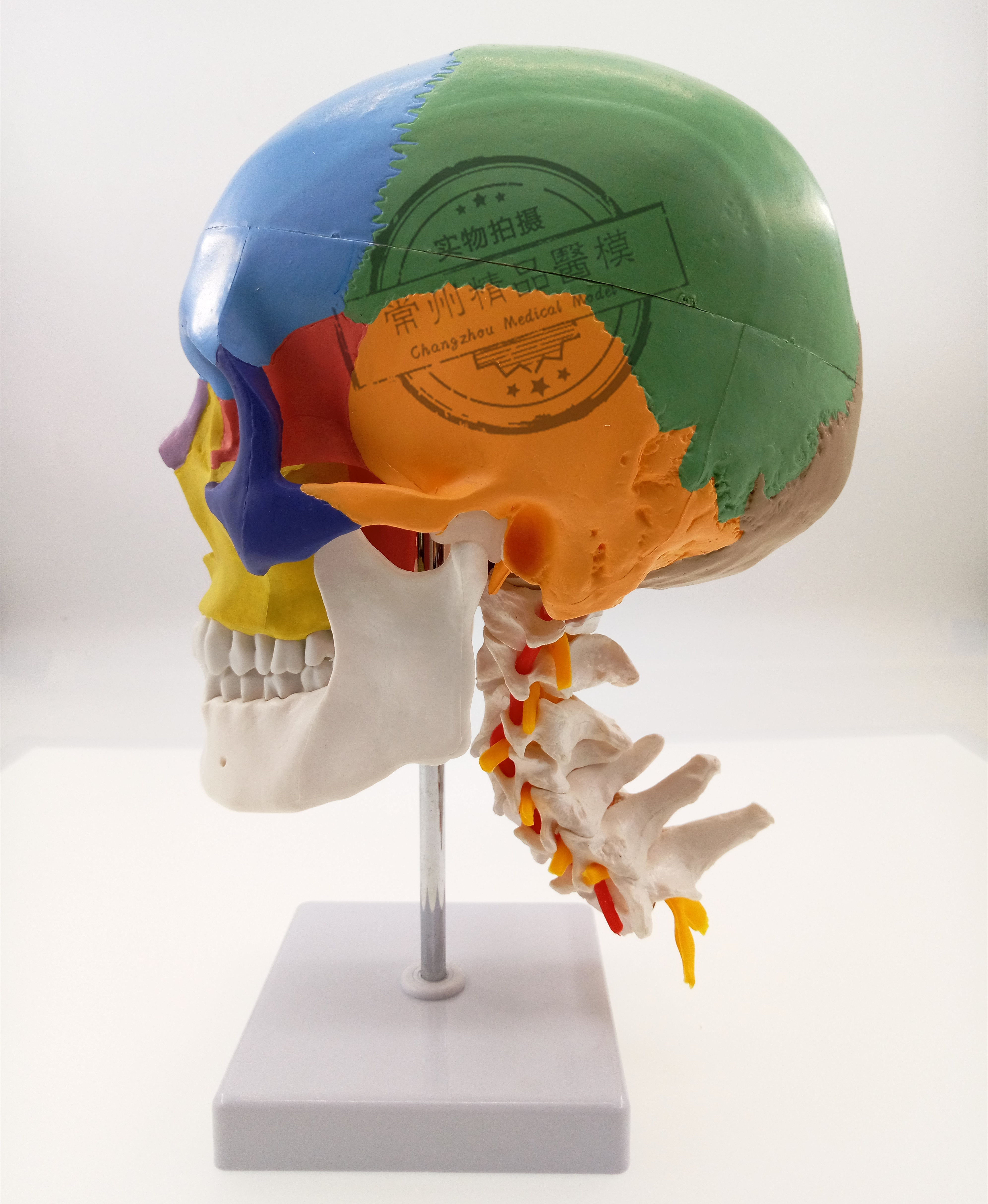头颅骨头骨教学仿真颅骨模型骷髅头模型功能分区彩色头颅着色头骨
