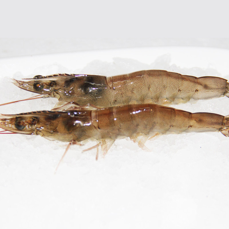 成都闪送鲜活明虾35-25只左右基围虾活充氧发货活虾