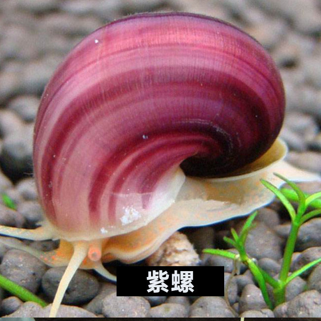 清理观赏水草缸吃助手不吃吃草鱼缸造景工具螺