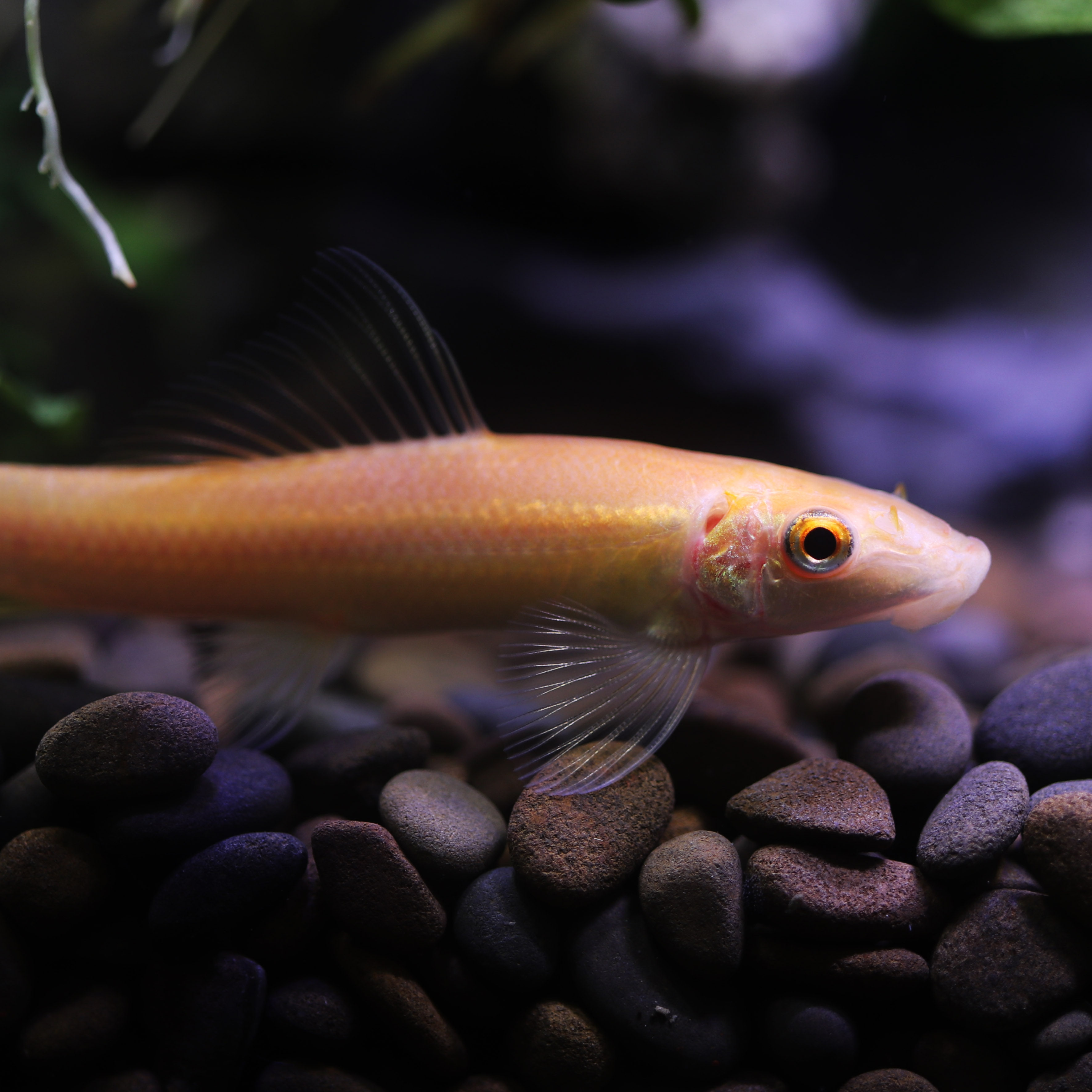 观赏鱼活体金苔鼠淡水热带鱼清道夫青苔鱼缸清洁清洁工鱼