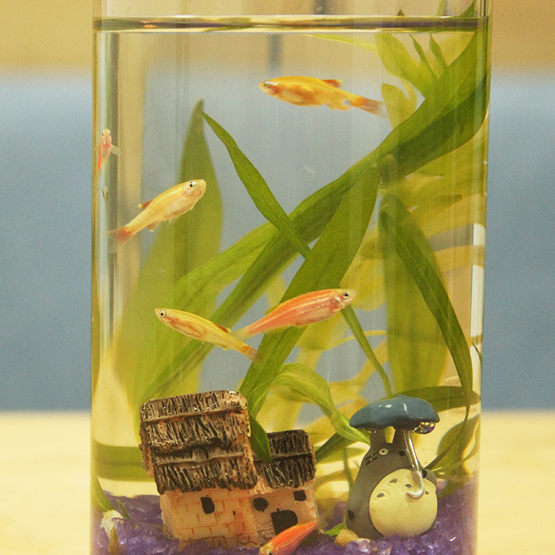 观赏生态瓶鱼免换水微景观diy客厅办公室桌面小型迷你缸小鱼活体
