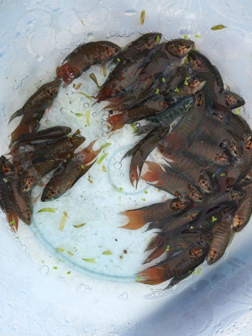 斗鱼中国活体普叉广东东普国斗叉尾彭皮婆沙蟒鱼