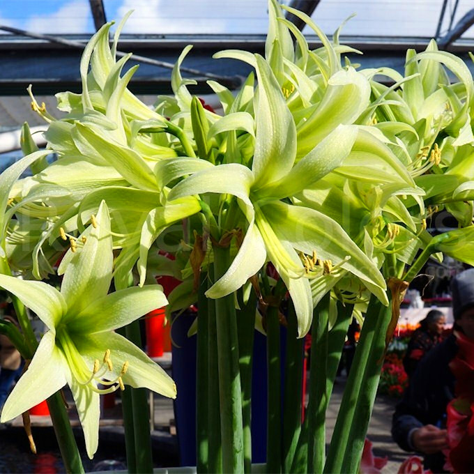 现货荷兰进口洋朱顶红种恒绿evergreen绿色细瓣种球