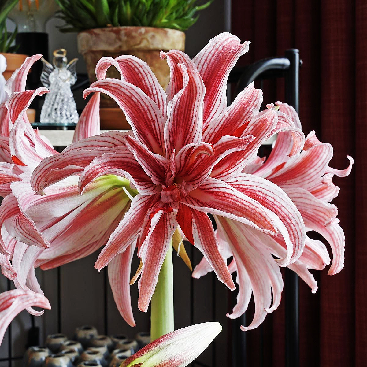 12月发荷兰进口洋朱顶红种球多福莱特比翼doublet重瓣种球