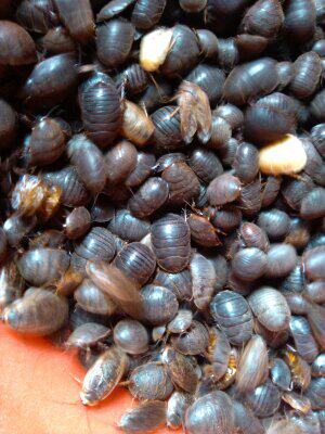 活土元种虫地蟞虫接骨续筋跌打损伤鲁江浙沪皖500g包邮