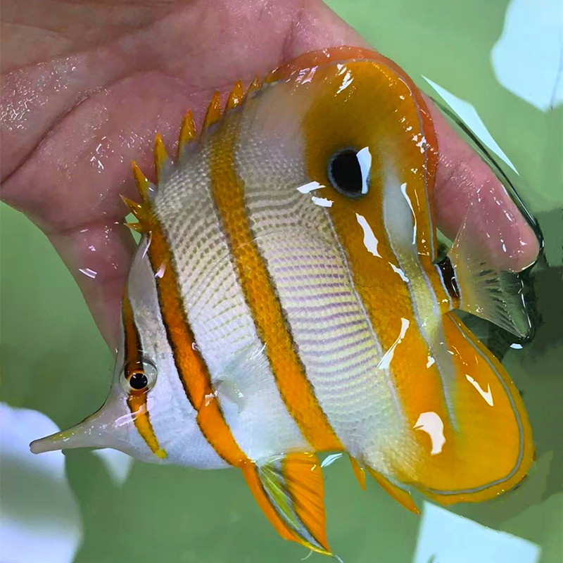 火箭三间黄火箭神像海水八间宠物水族海鱼活体鱼