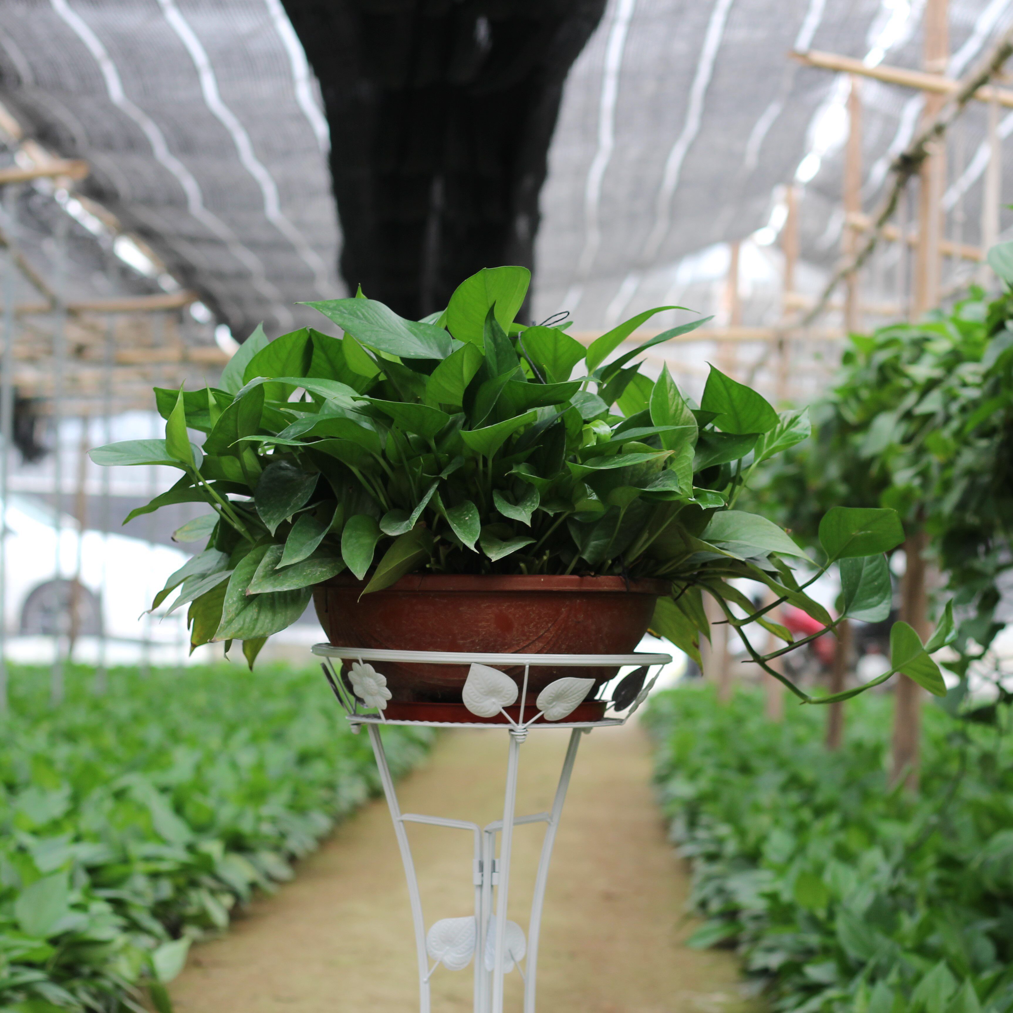 大牛绿萝长藤垂吊盆栽大盆植物室内吸甲醛净化空气新房去味包邮