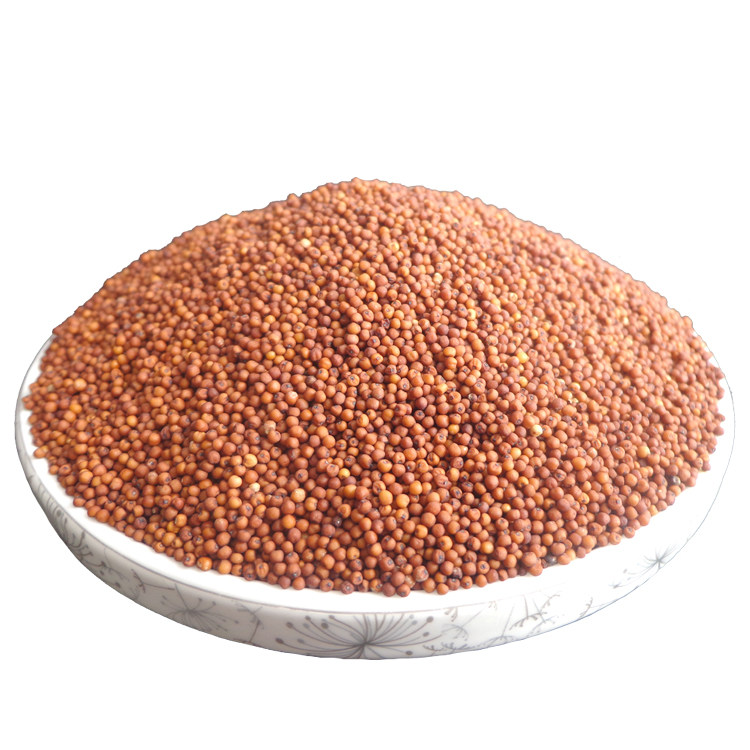 广西鸭脚粟鸭爪粟龙爪鸡爪拳头粟米米粒掺米小米