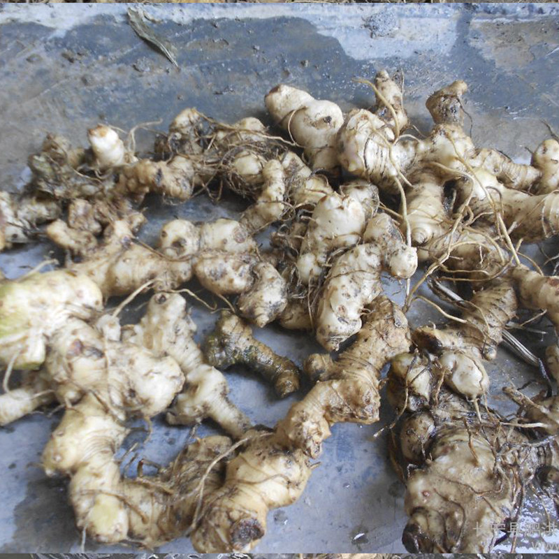 鸡头老虎鸡爪黄金姜黄金野生黄精深山广西煲汤其他药食同源食品