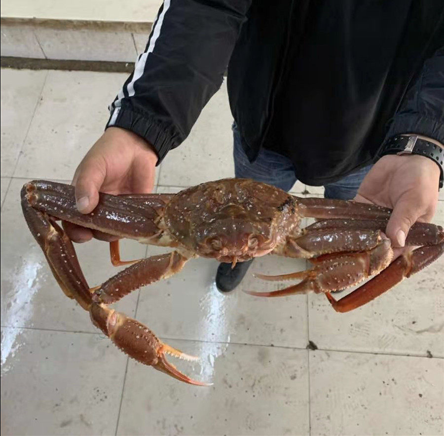 板蟹长脚俄罗斯雪蟹海蟹松叶鲜活蜘蛛蟹大公蟹鳕蟹